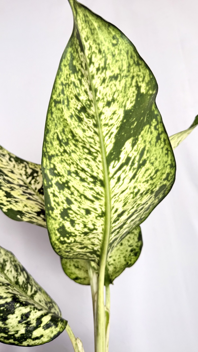 Dieffenbachia Snowflake