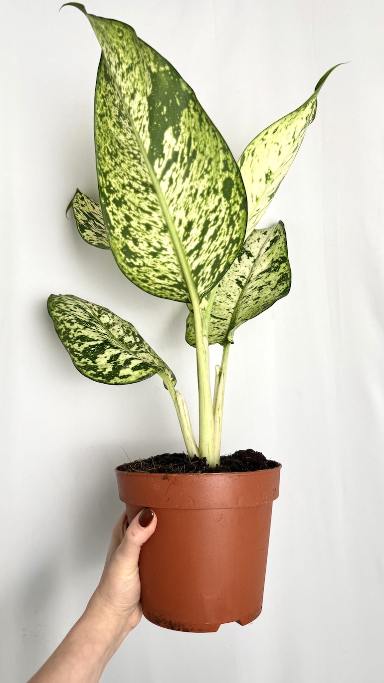 Dieffenbachia Snowflake