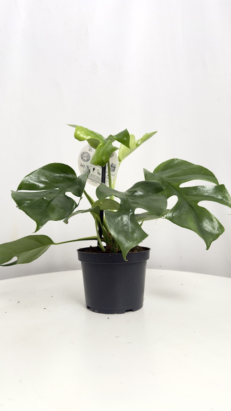 Monstera Minima
