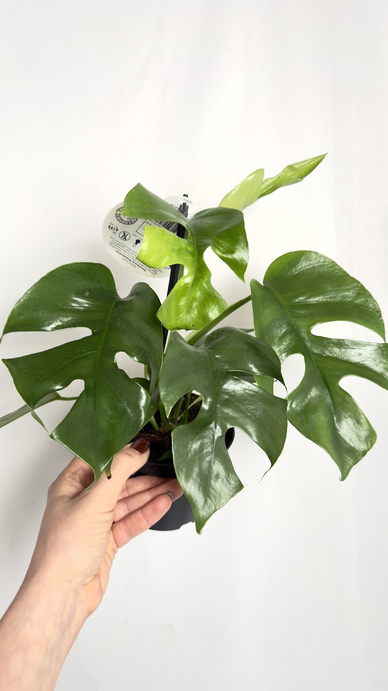 Monstera Minima
