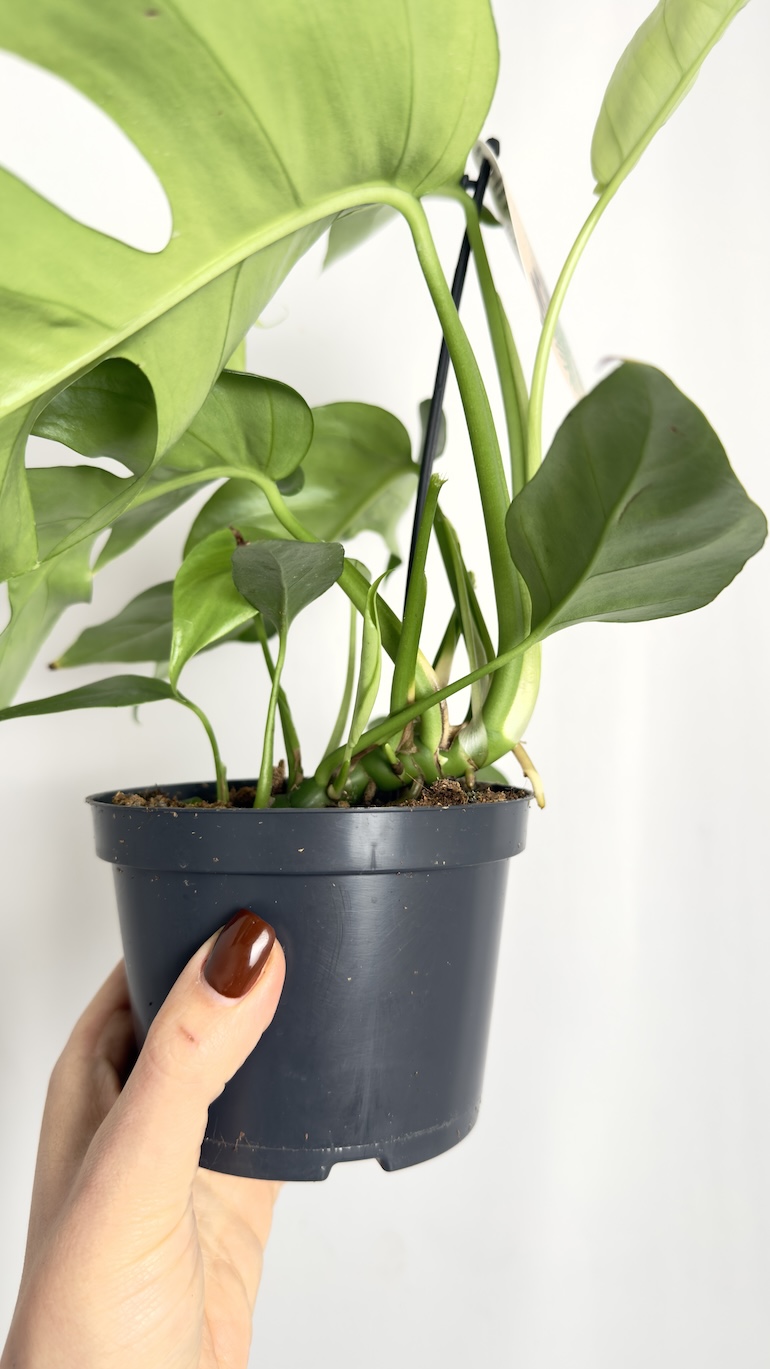 Monstera Minima