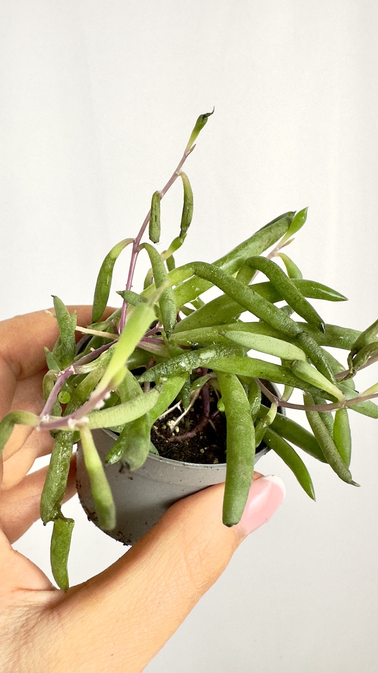 Senecio Herreianus Purple Flush