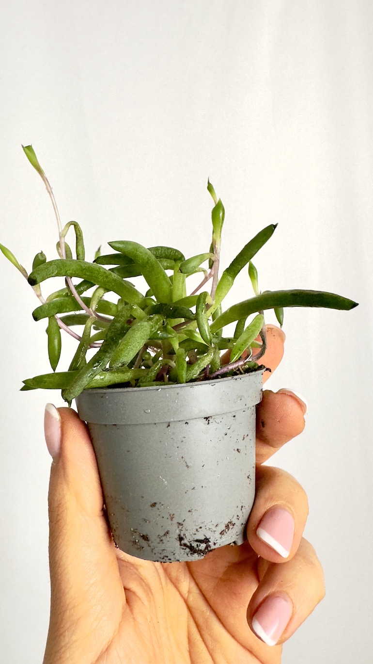 Senecio Herreianus Purple Flush
