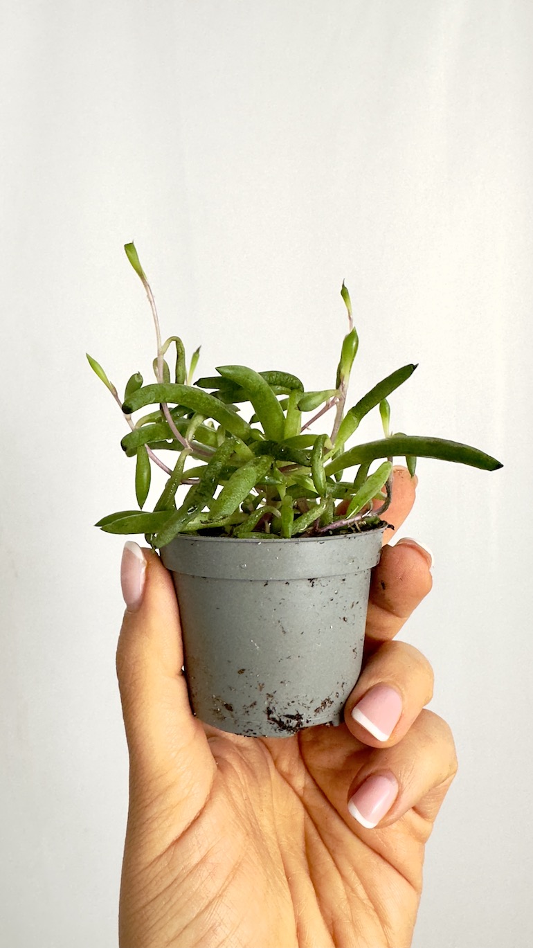 Senecio Herreianus Purple Flush