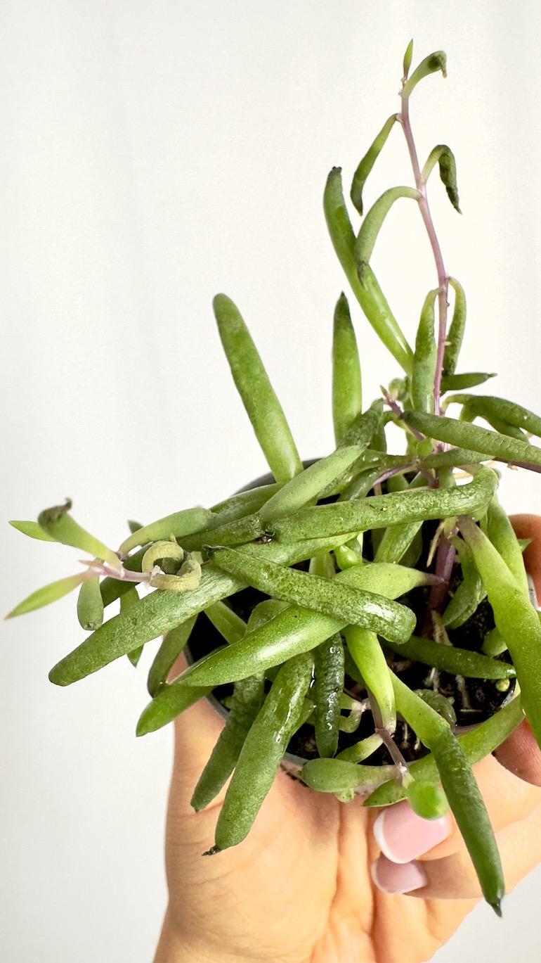 Senecio Herreianus Purple Flush