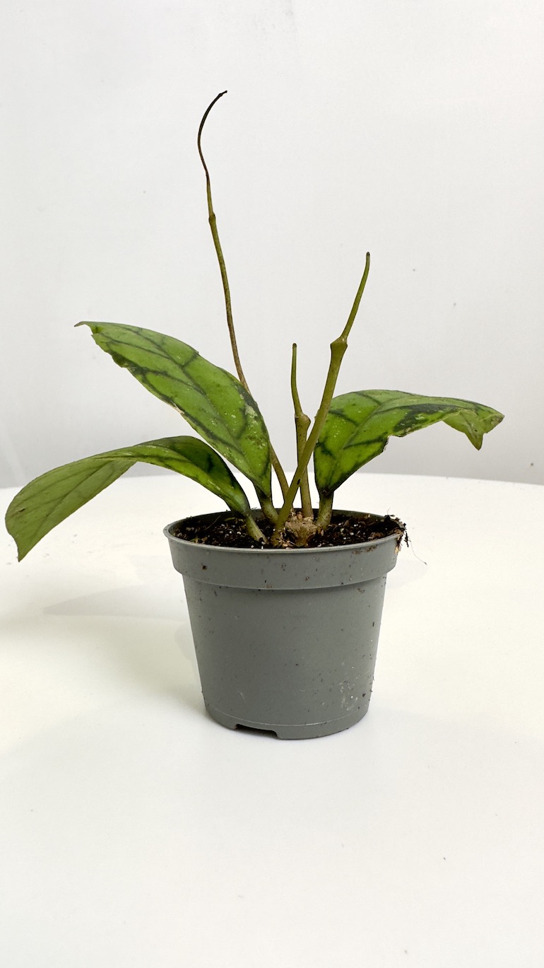 Hoya Callistophylla