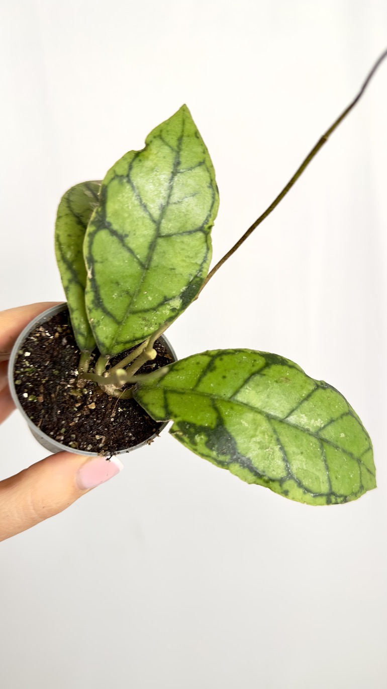 Hoya Callistophylla