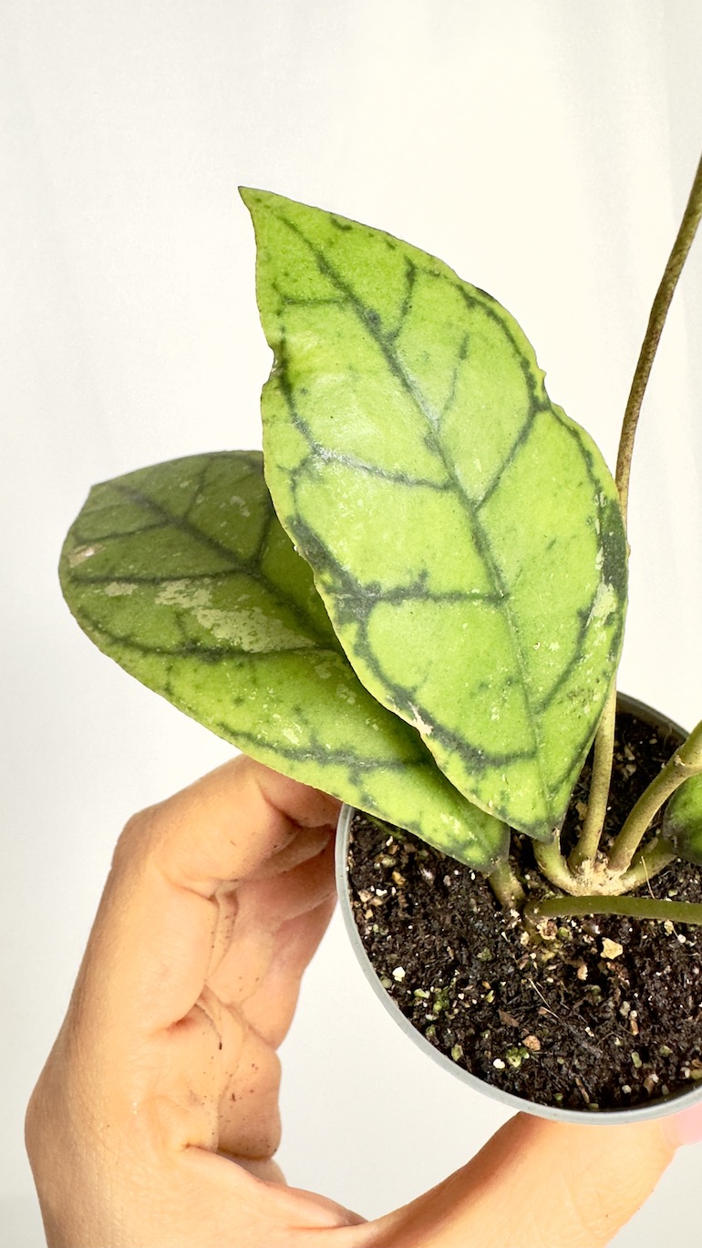 Hoya Callistophylla