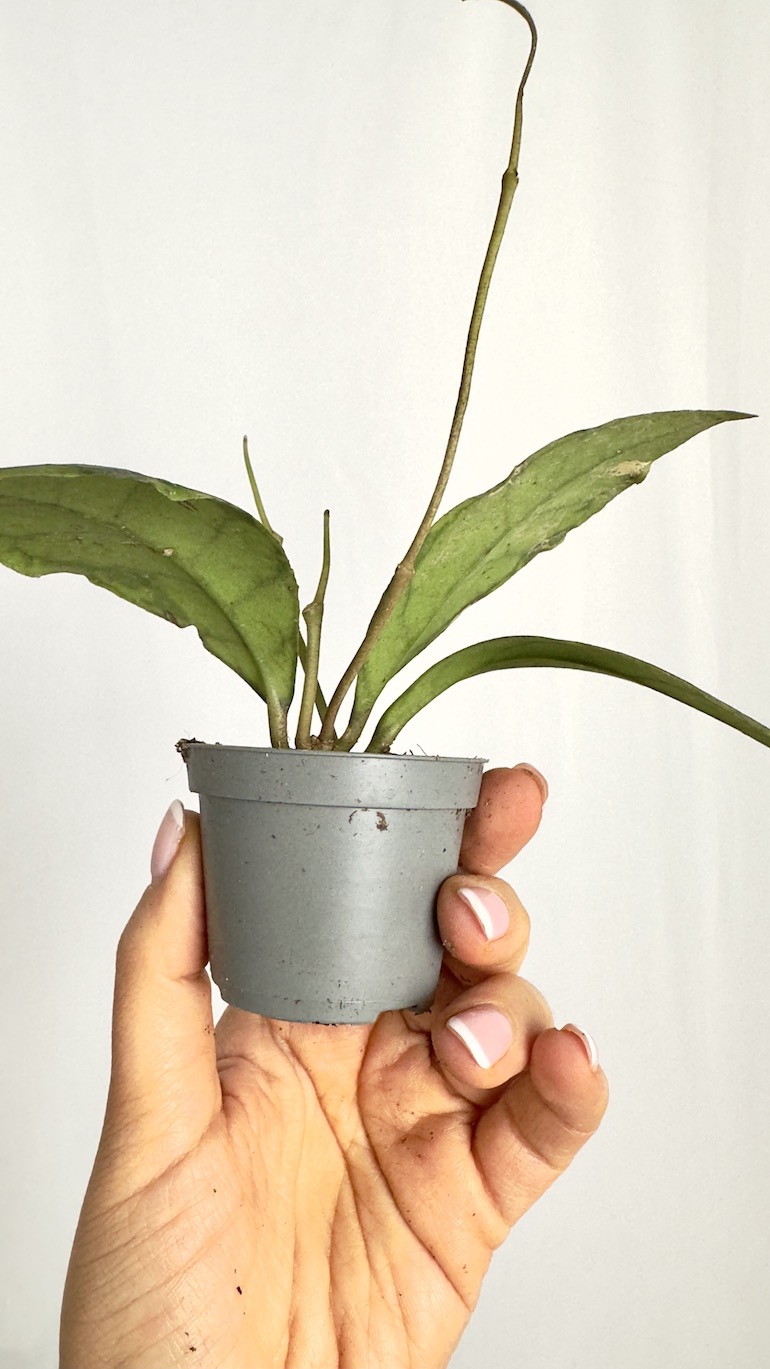 Hoya Callistophylla