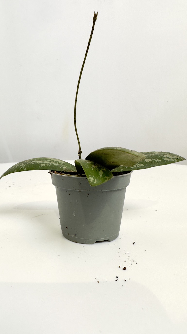 Hoya Sigitalis