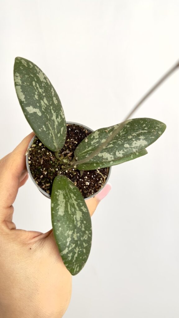 Hoya Sigitalis