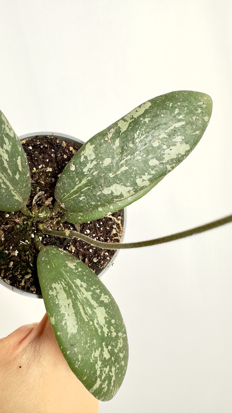 Hoya Sigitalis