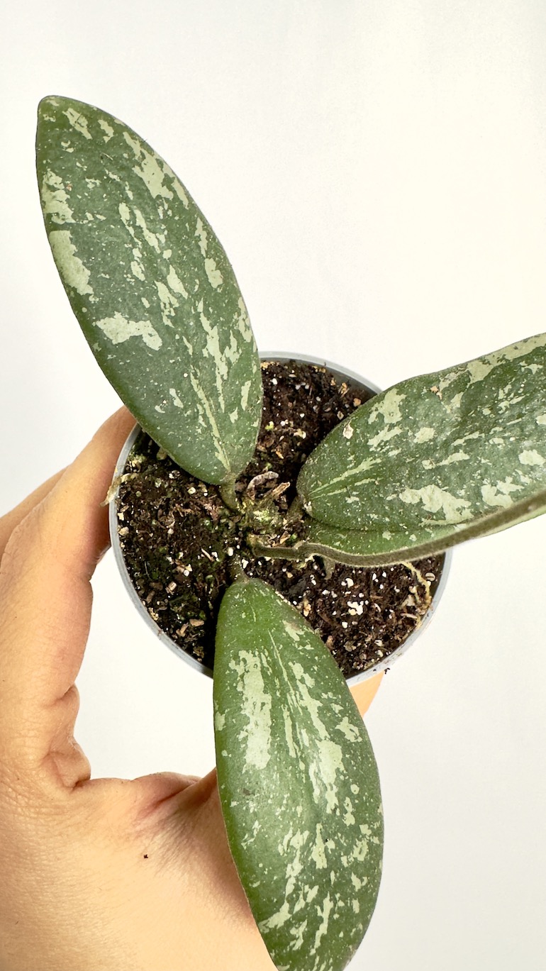 Hoya Sigitalis