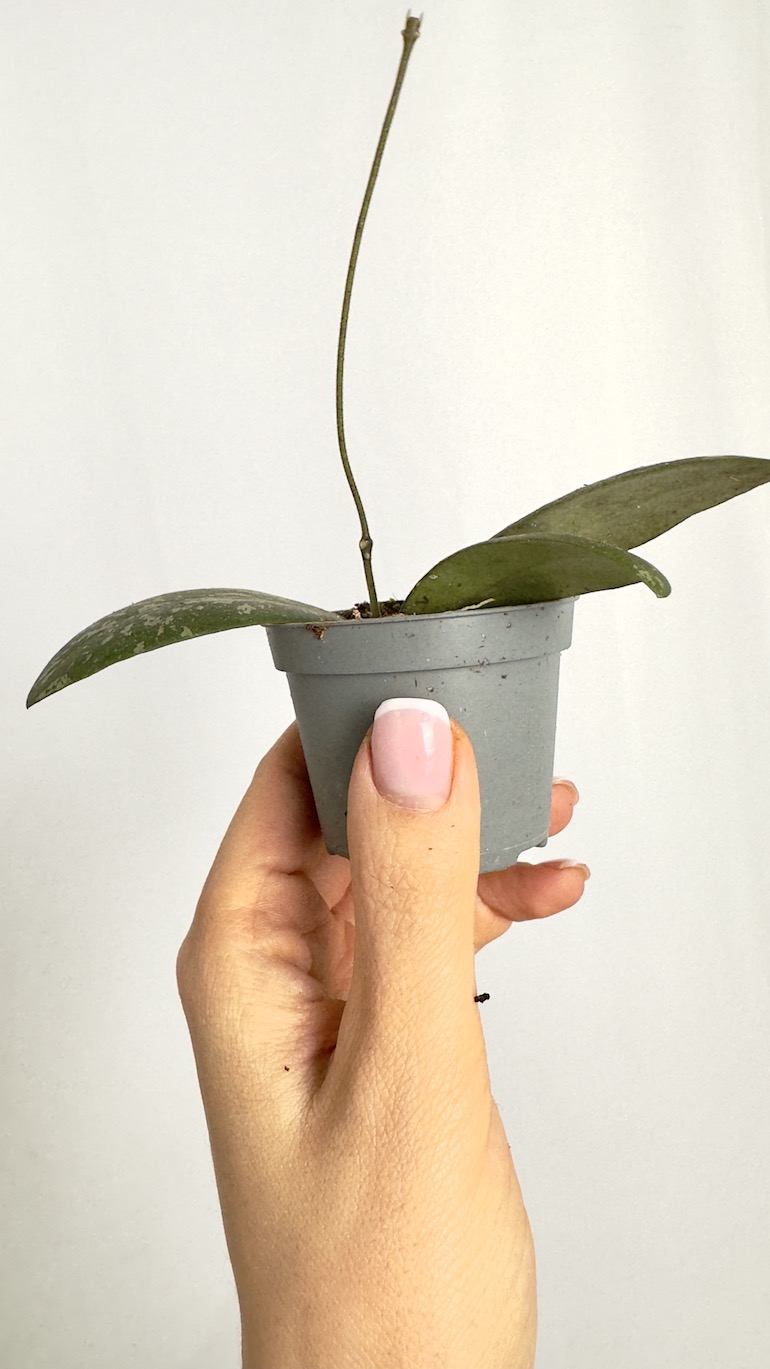 Hoya Sigitalis