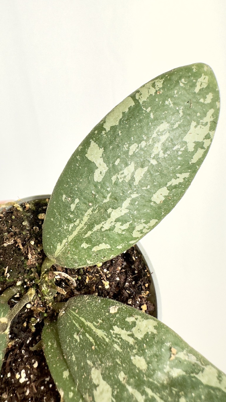 Hoya Sigitalis
