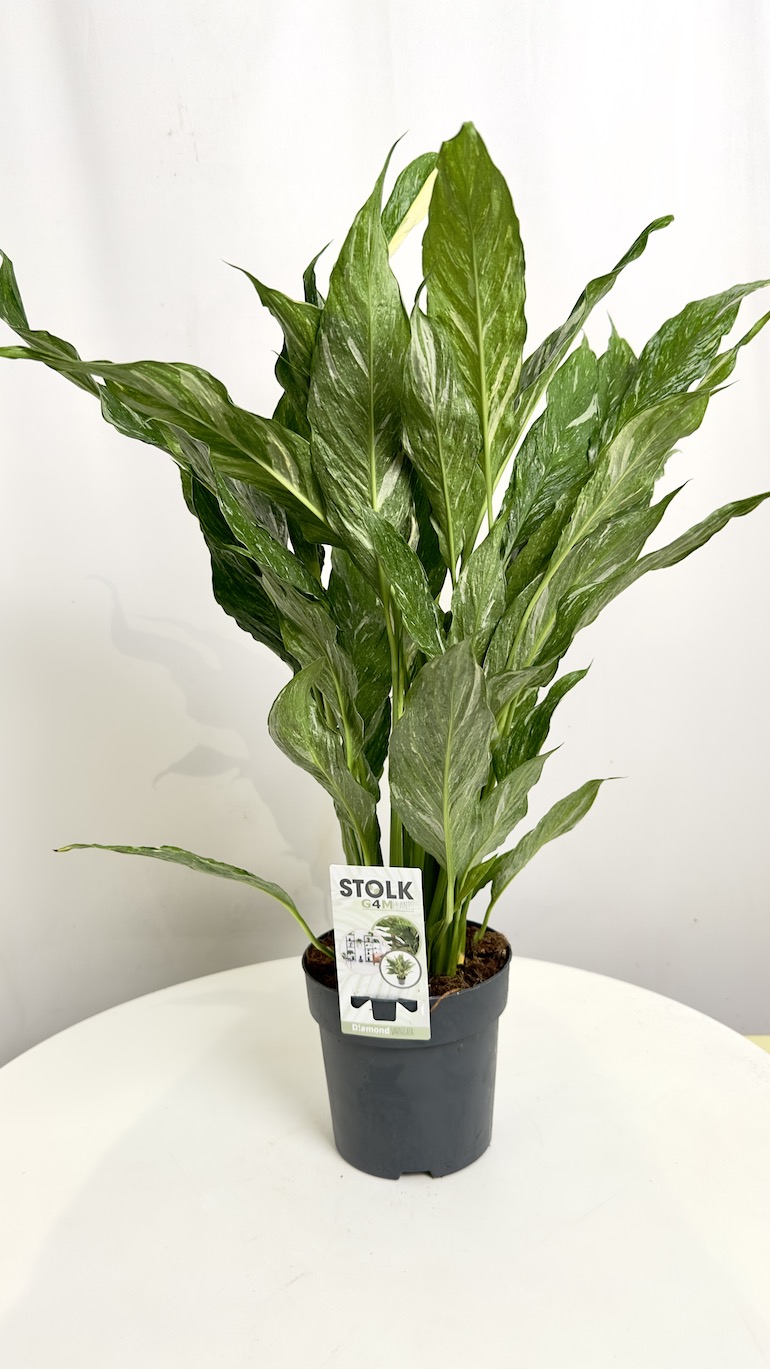 Spathiphyllum Diamond variegated