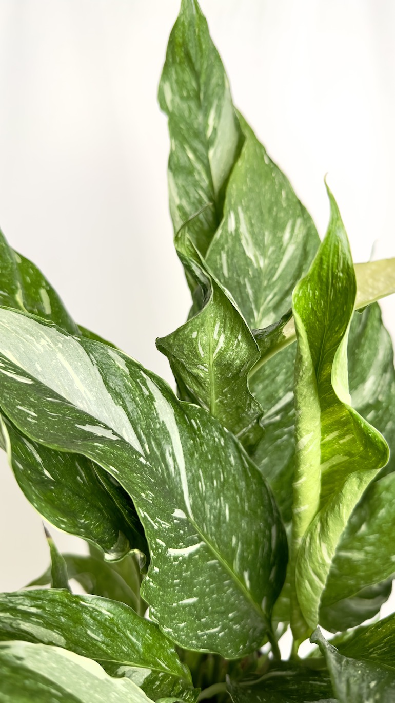 Spathiphyllum Variegated