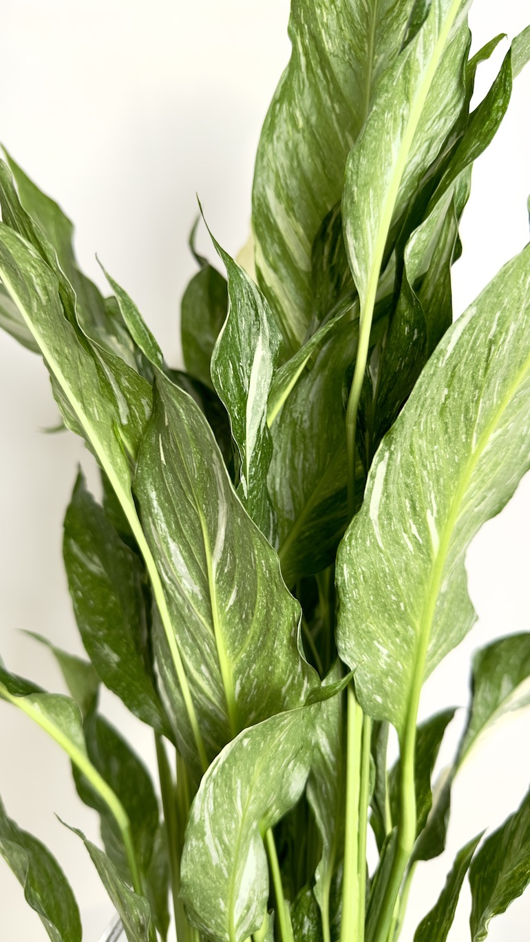 Spathiphyllum Diamond variegated
