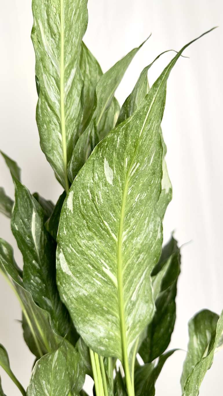 Spathiphyllum Diamond variegated