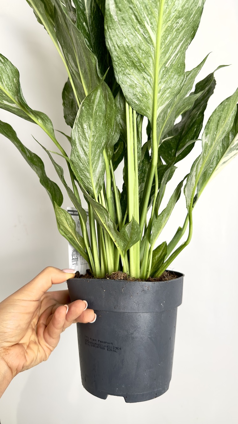 Spathiphyllum Diamond variegated