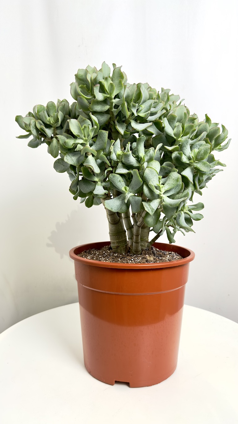 Crassula arb. Undilatifolia