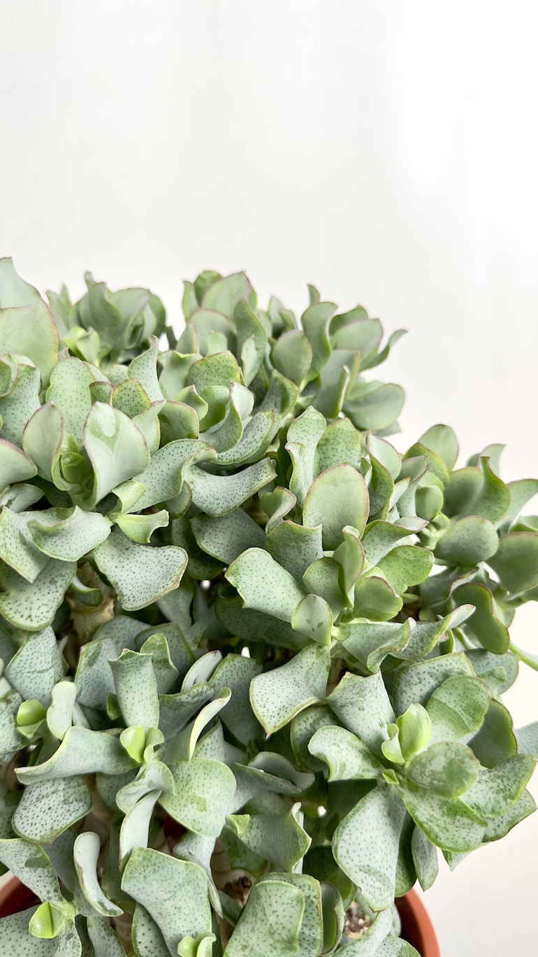 Crassula arb. Undilatifolia