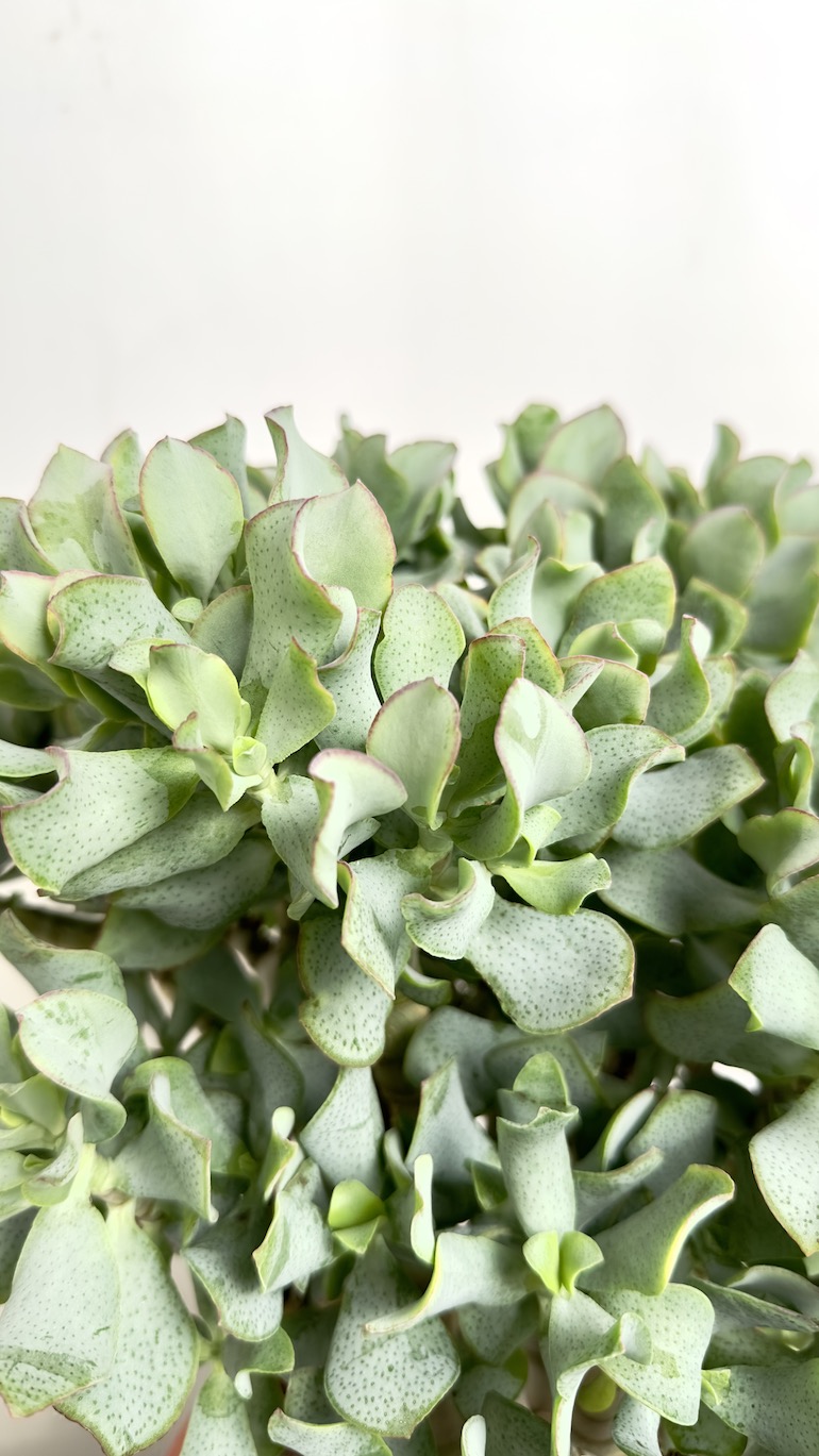Crassula arb. Undilatifolia