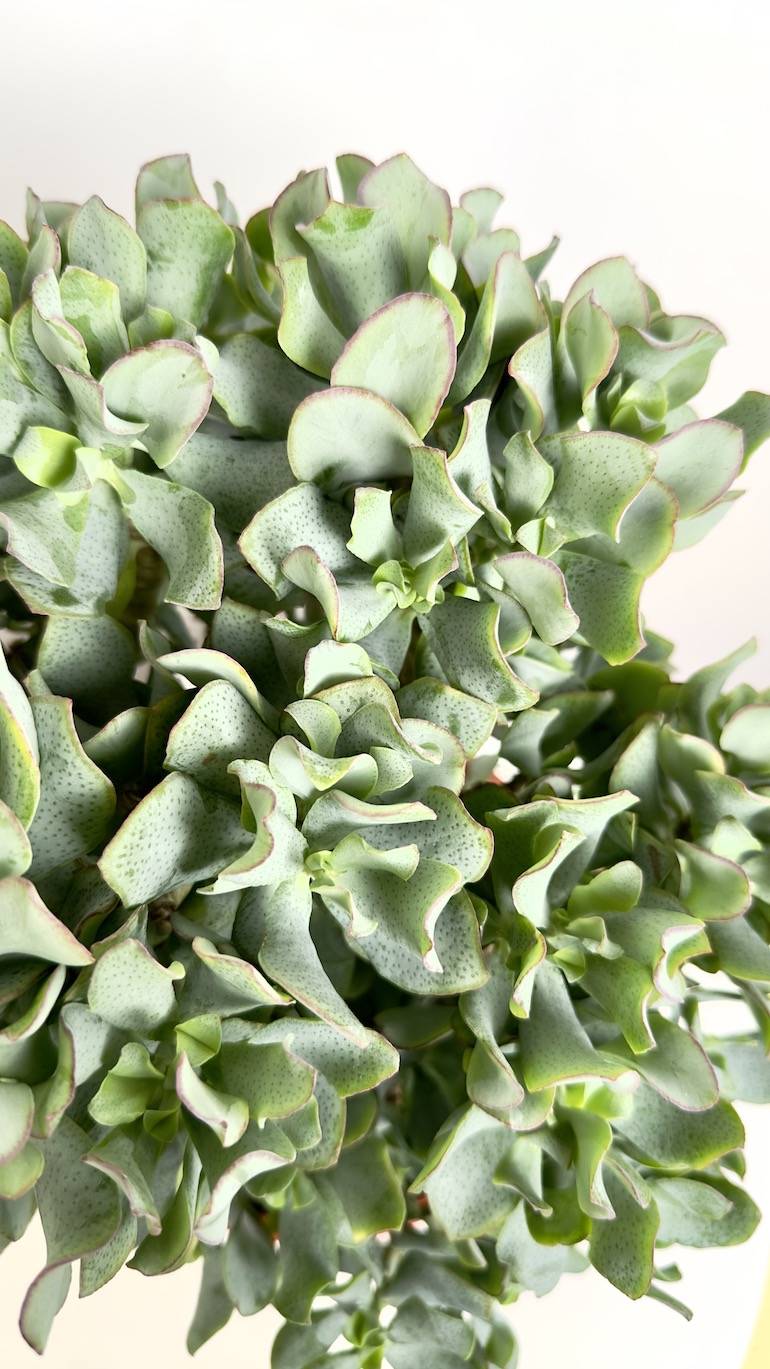 Crassula arb. Undilatifolia