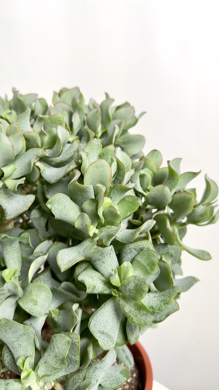 Crassula arb. Undilatifolia