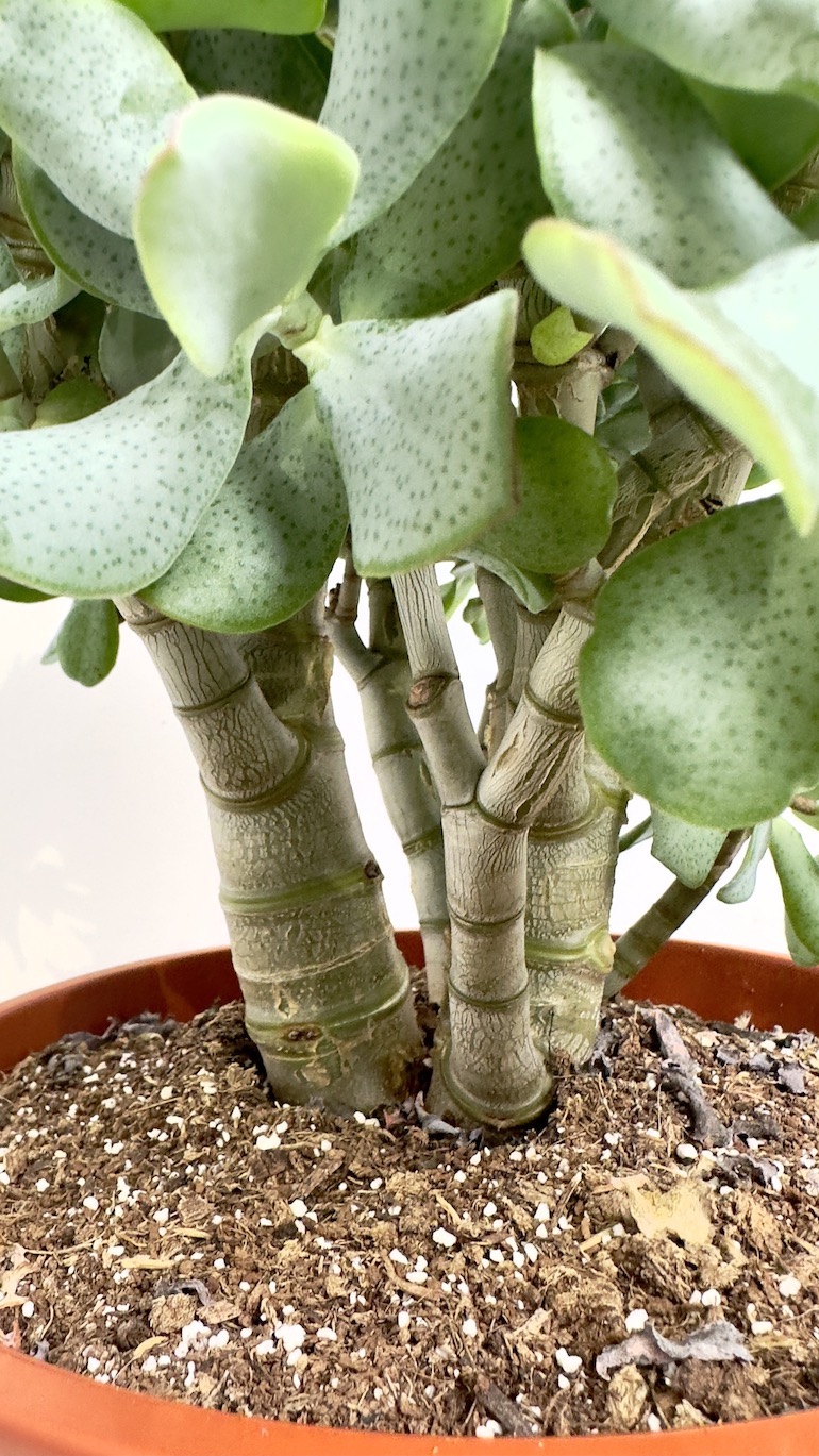 Crassula arb. Undilatifolia