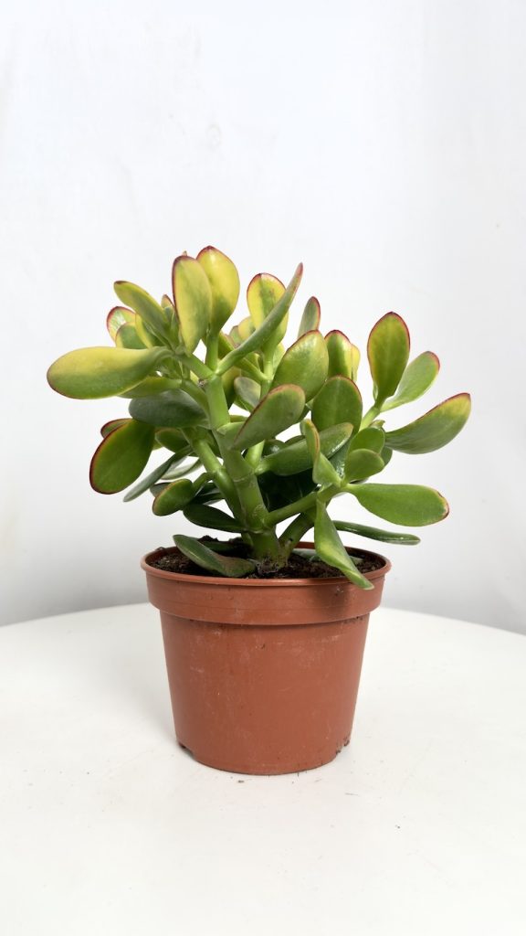 Crassula Ovata Sunset