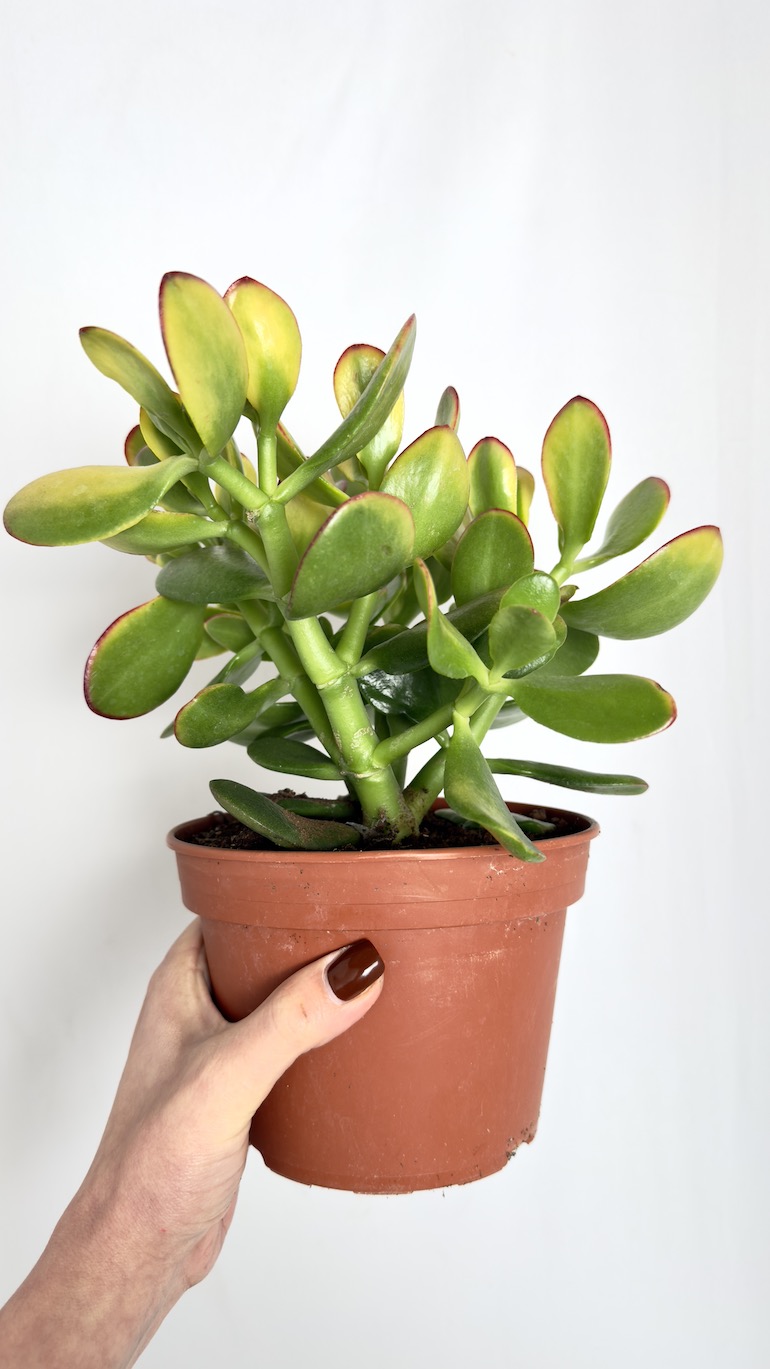 Crassula Ovata Sunset