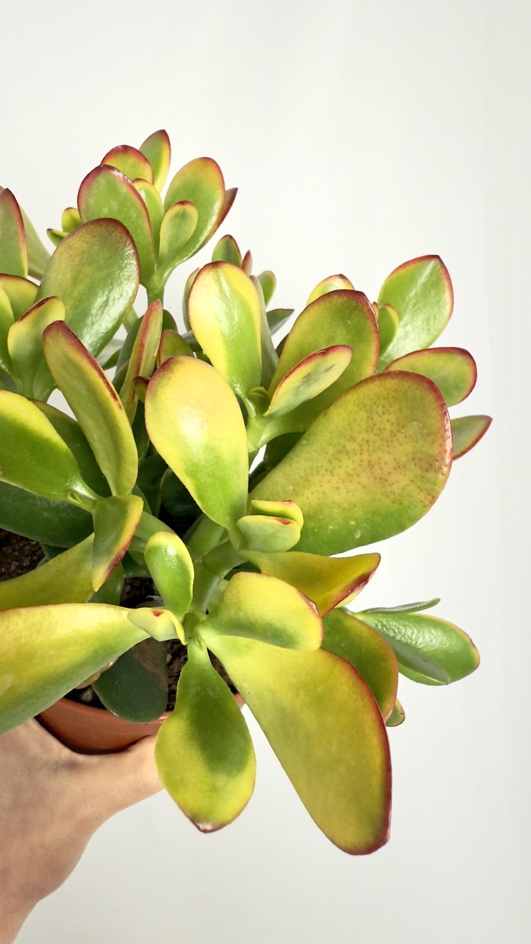 Crassula Ovata Sunset