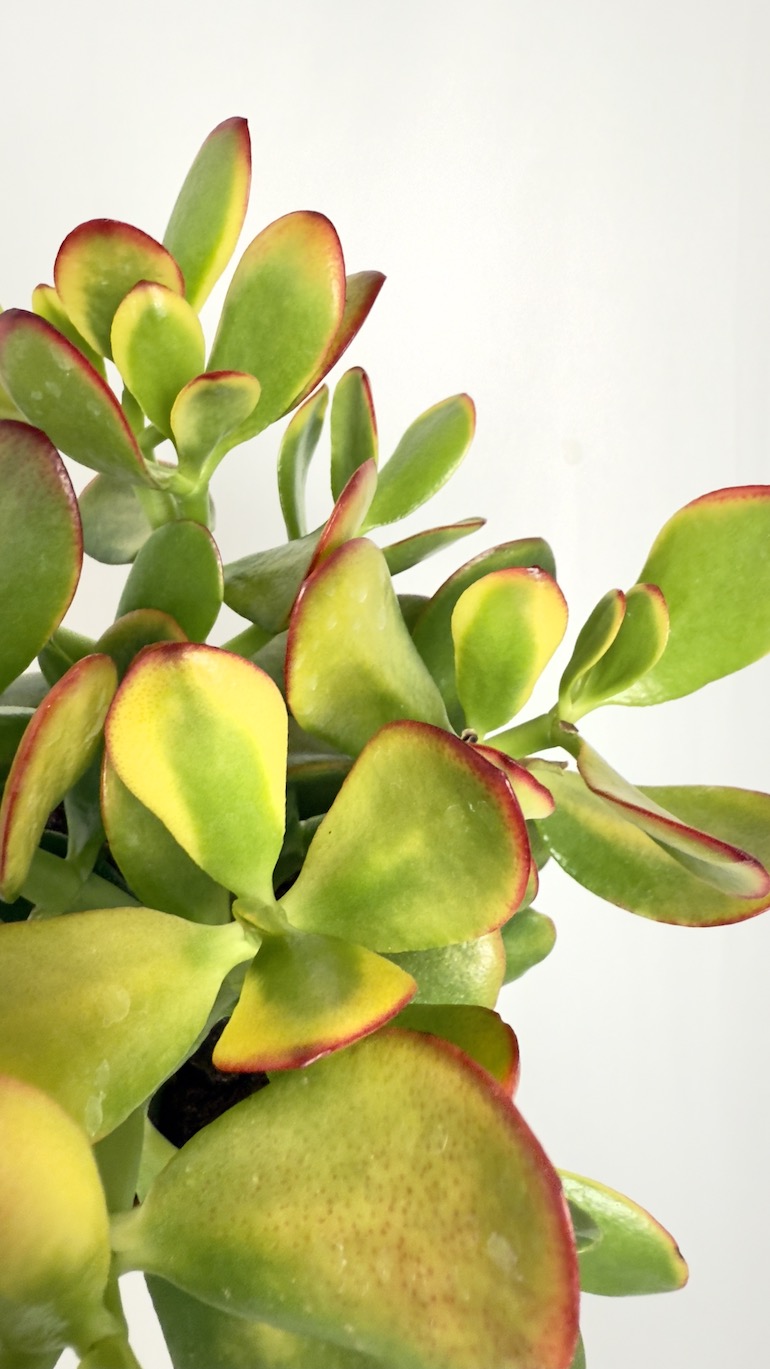 Crassula Ovata Sunset