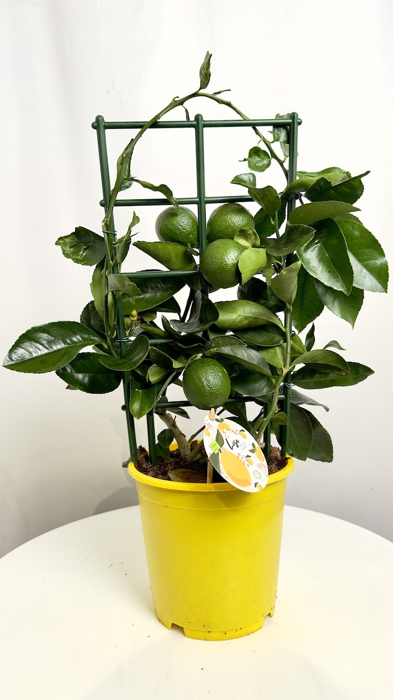 Citrus x Mayeri ‘Meyer’