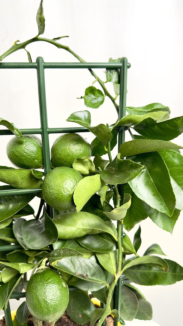 Citrus x Mayeri ‘Meyer’
