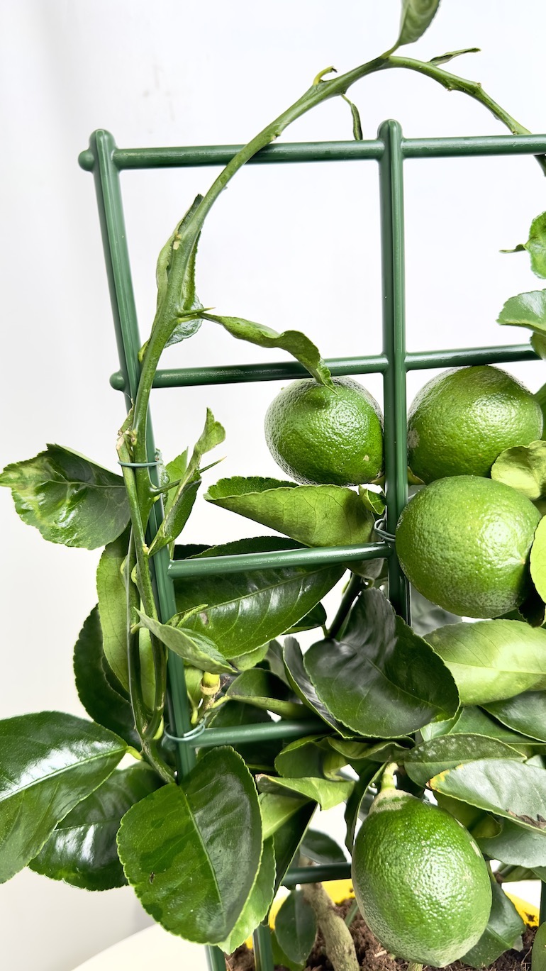 Citrus x Mayeri ‘Meyer’