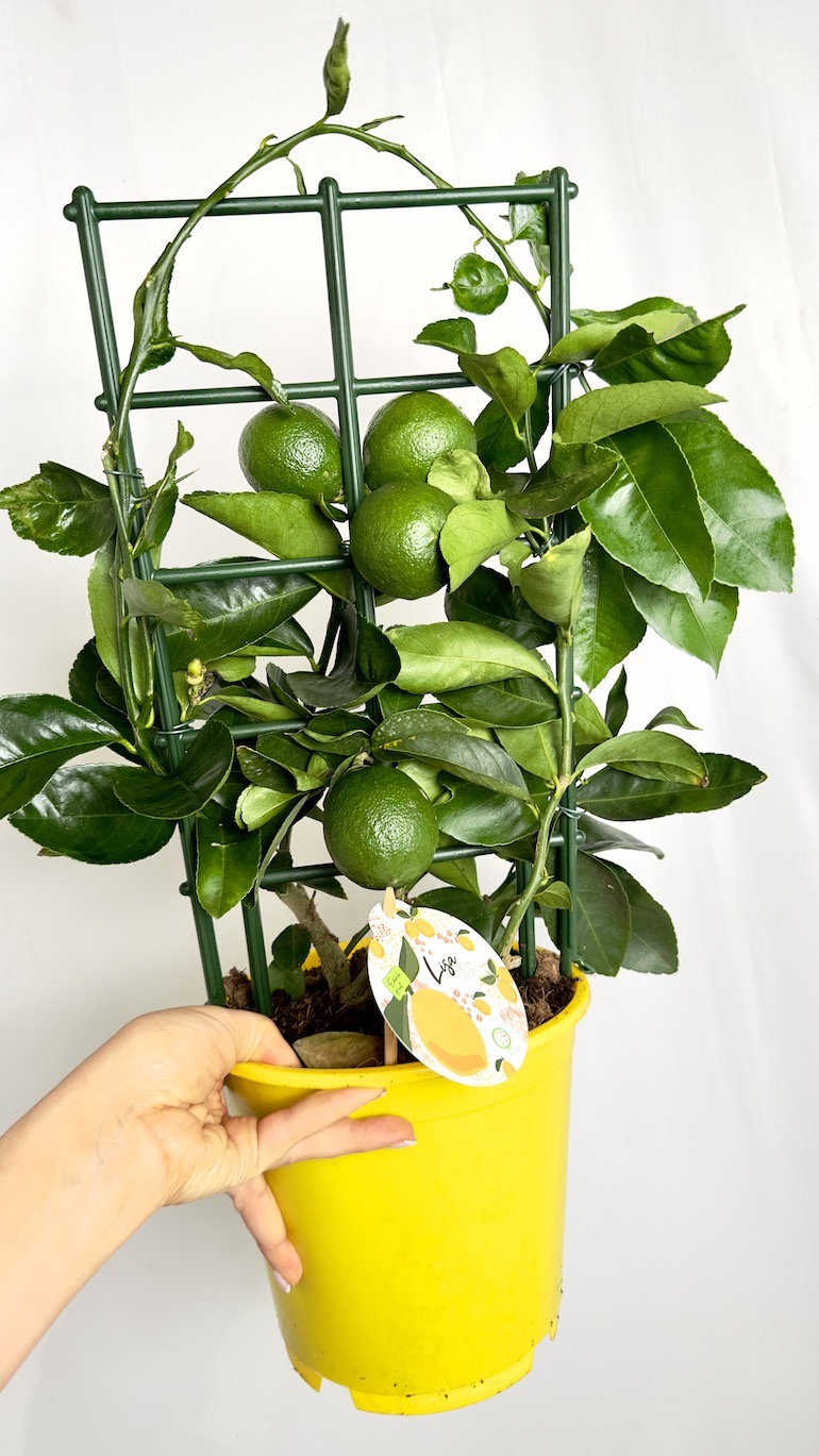 Citrus x Mayeri ‘Meyer’
