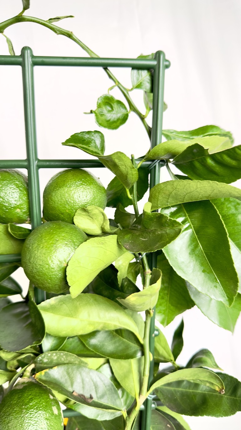 Citrus x Mayeri ‘Meyer’