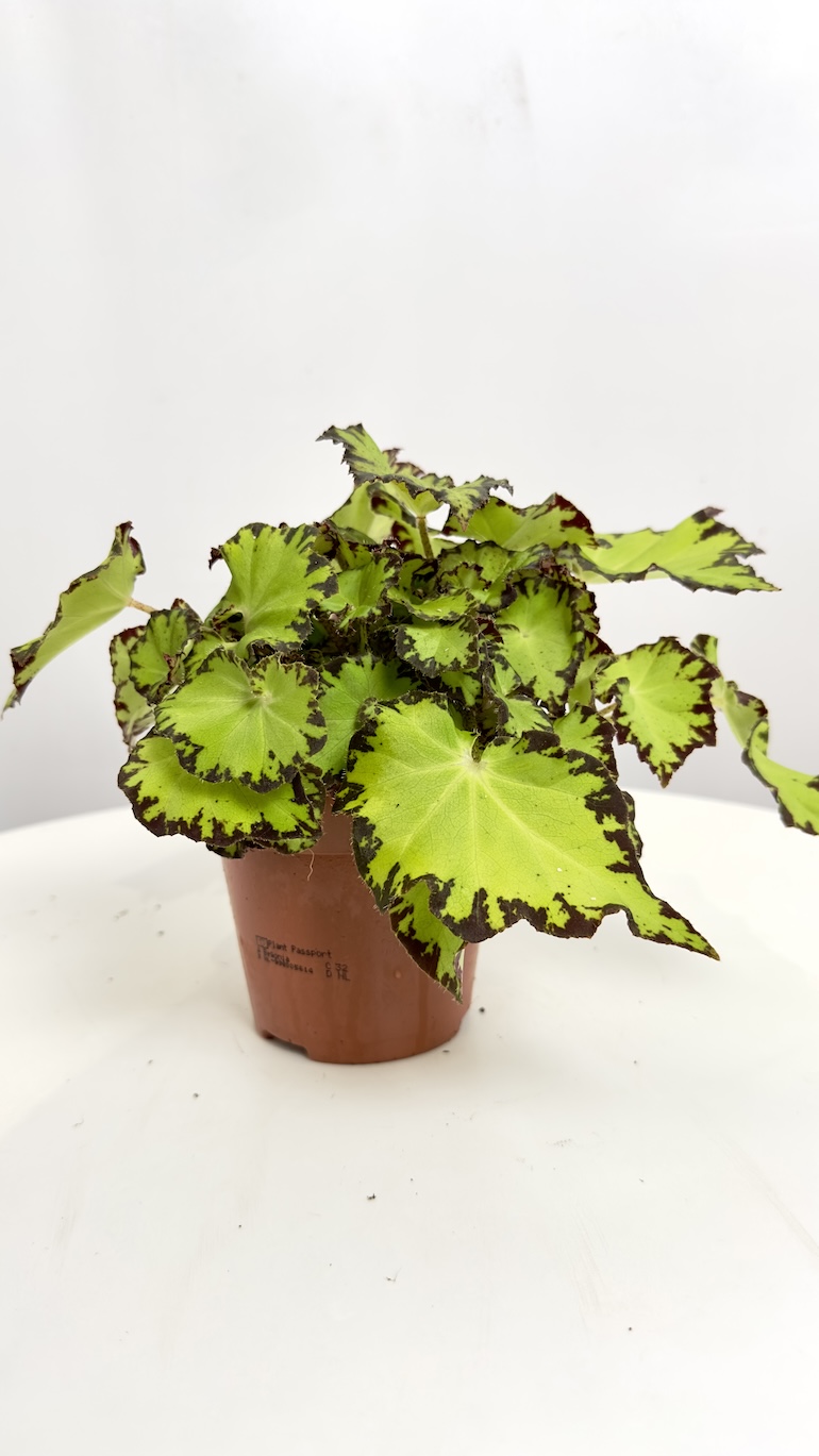 Begonia Lima Love REX