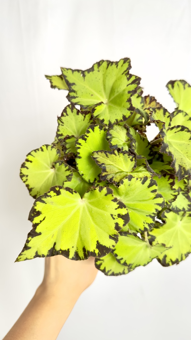 Begonia Lima Love REX