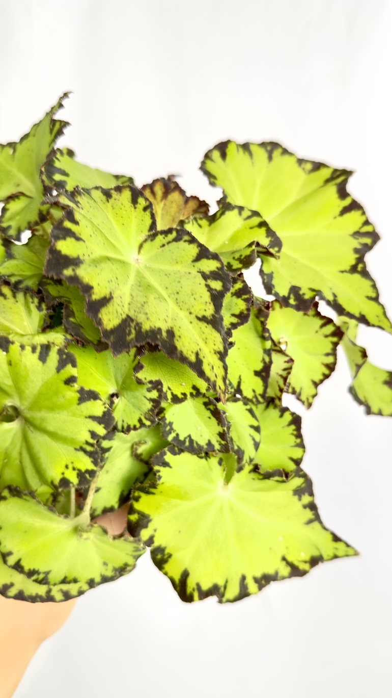 Begonia Lima Love REX