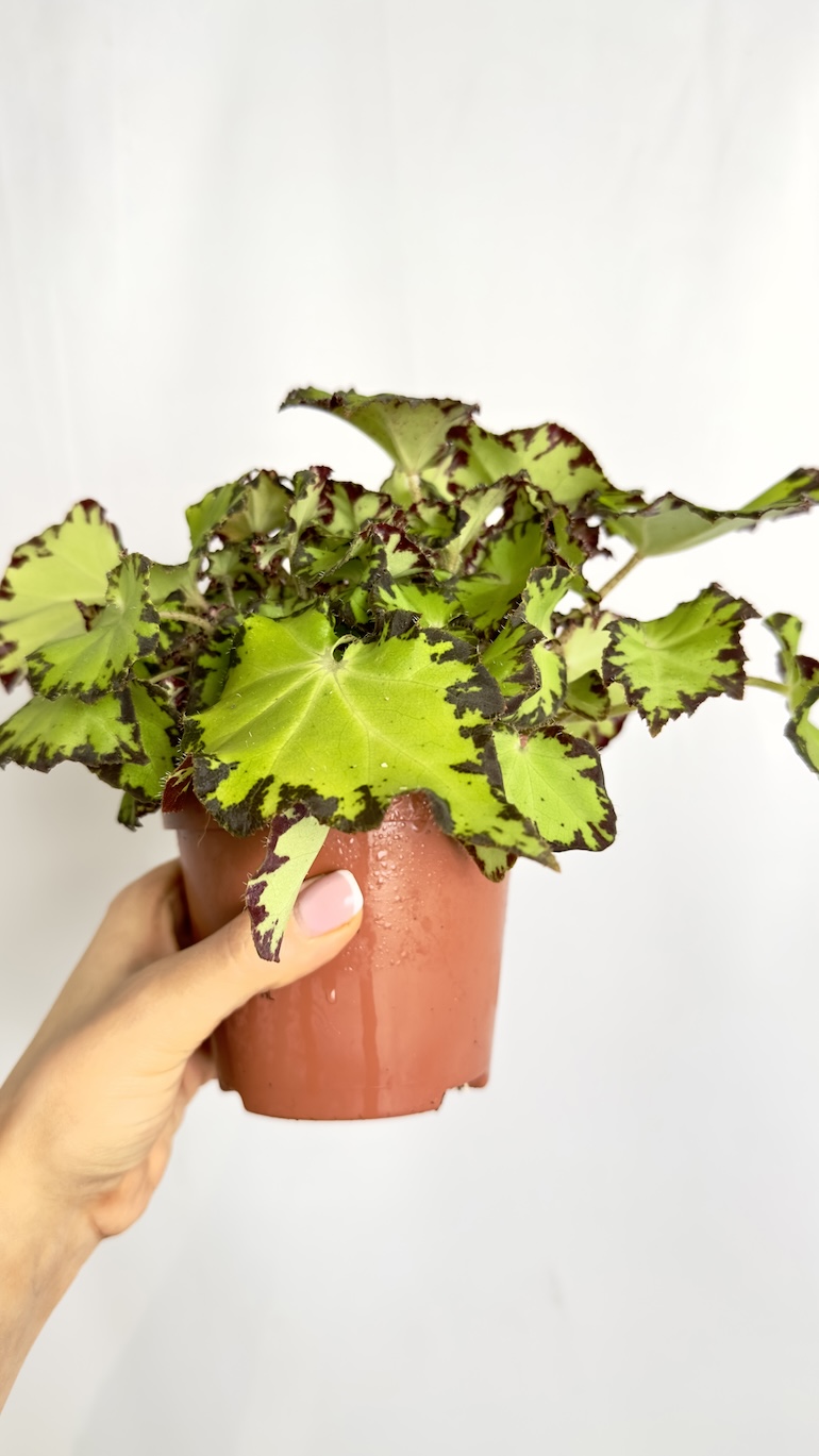 Begonia Lima Love REX