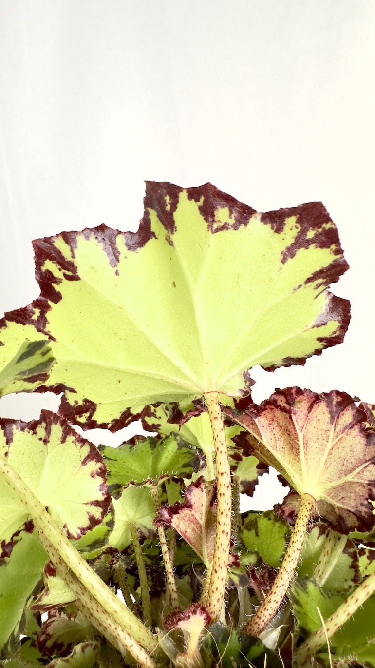Begonia Lima Love REX