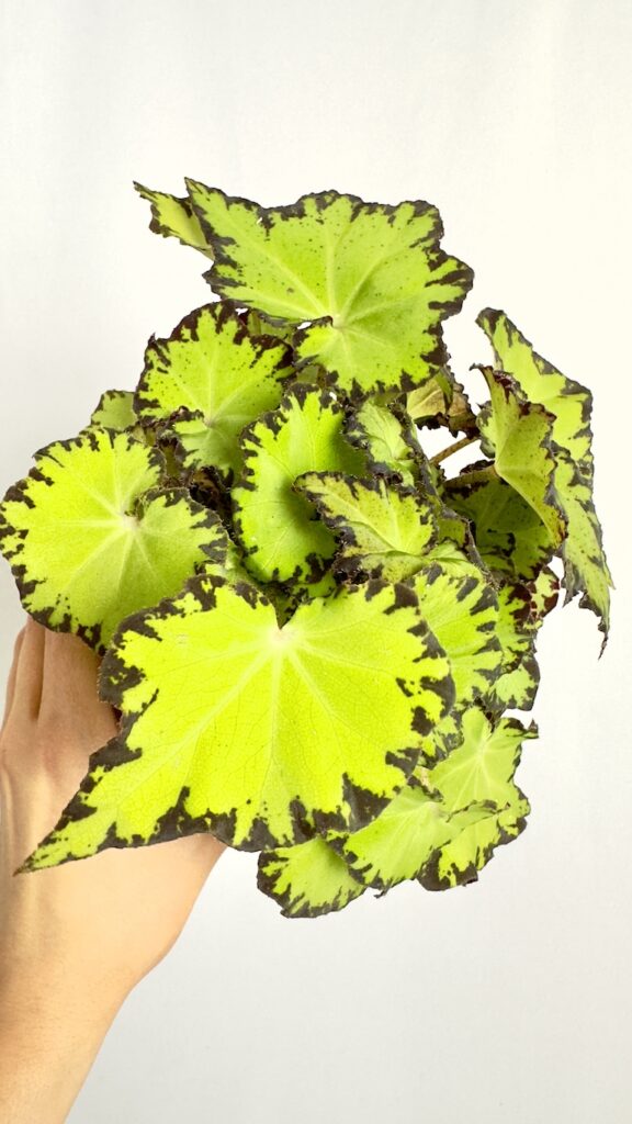 Begonia Lima Love REX