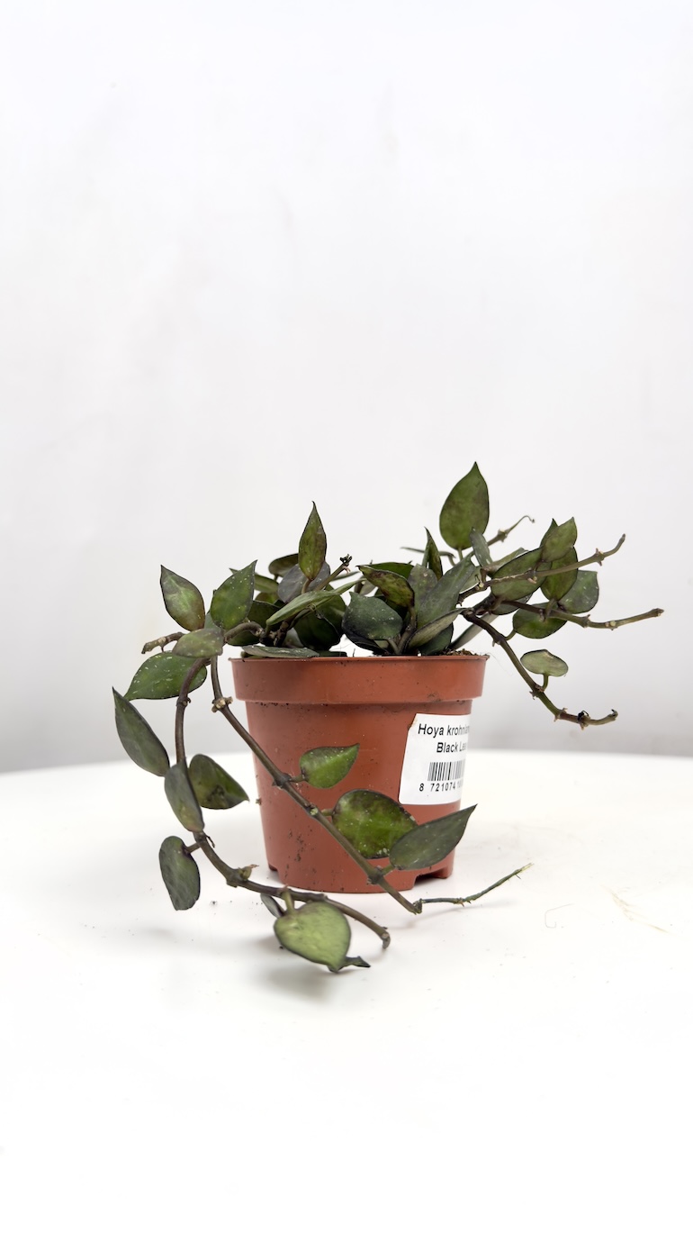 Hoya krohniana Black Leaves