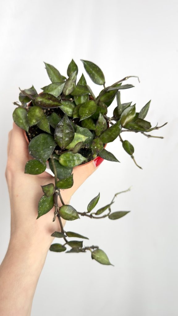 hoya black leaves