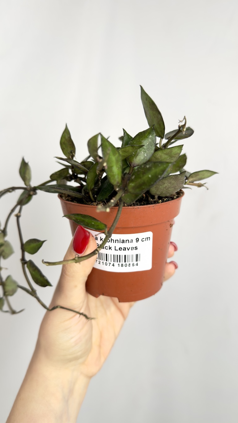 Hoya krohniana Black Leaves