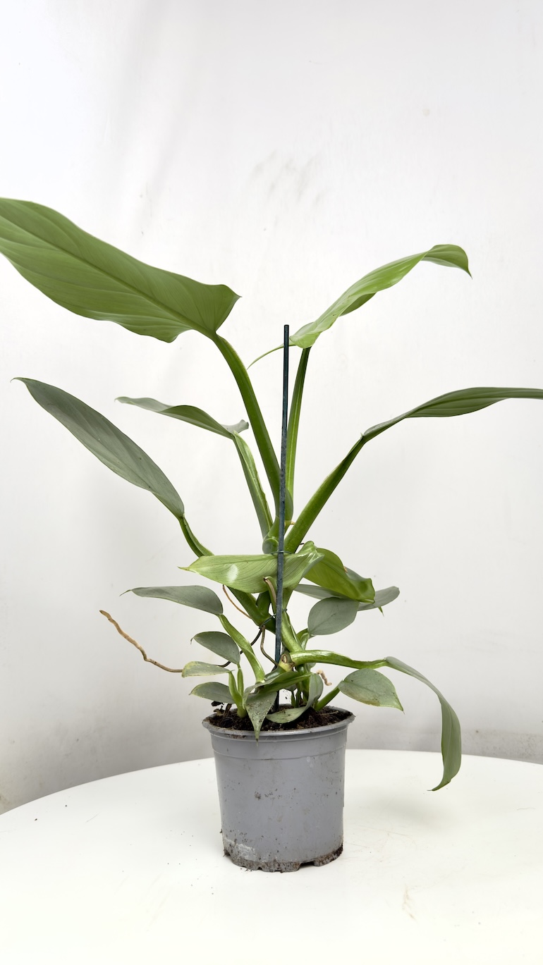 Philodendron Grey