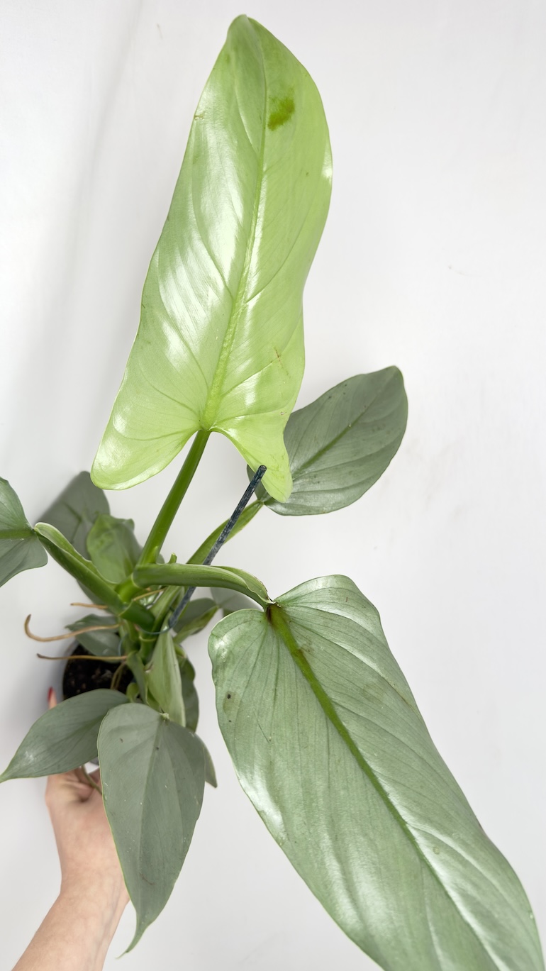 Philodendron Grey